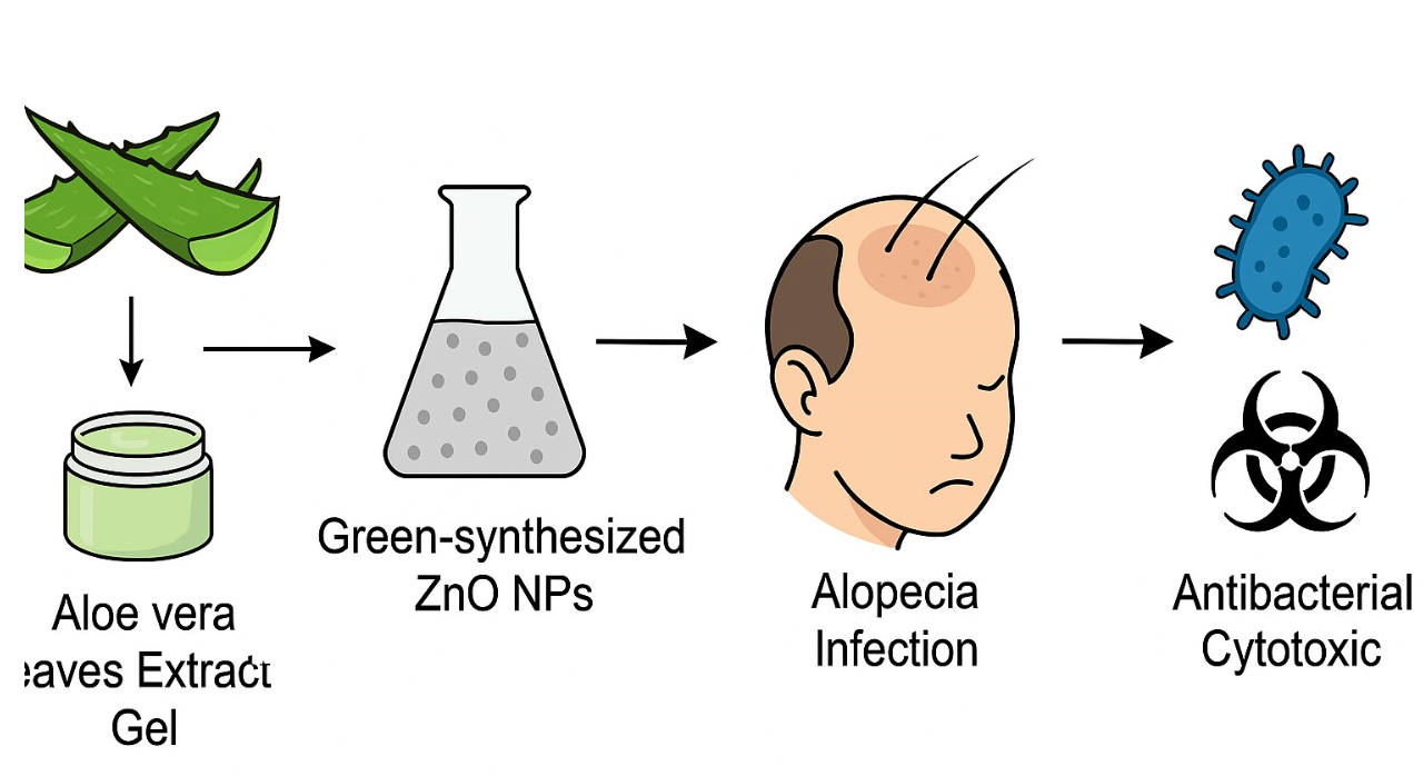 Antibacterial and Cytotoxicity Effects of Aloe Vera Leaves Extract Gel and  Zinc Oxide Nanoparticles (ZnO NPs) on Bacterial Skin Infections | Al-Nahrain  Journal of Science
